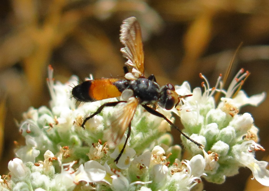 Tachinidae - Cylindromyia rufifrons?  Cylindromyia cfr. rufifrons